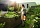 Опрыскиватель STIHL SG 31 4255-019-4930 Опрыскиватель STIHL SG 31 4255-019-4930
