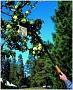 Насадка для фруктов Fiskars 110970